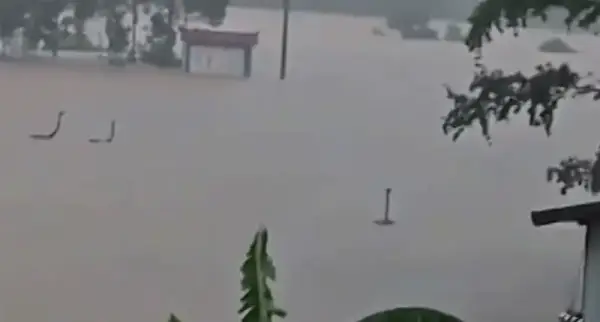 বন্যায় খামার থেকে পালিয়েছে শত শত সাপ, এলাকায় আতঙ্ক